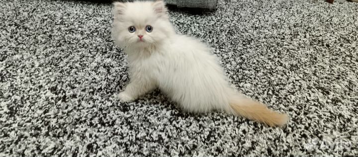 Персидский котенок