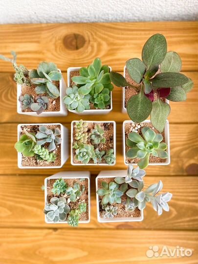 Набор суккулентов