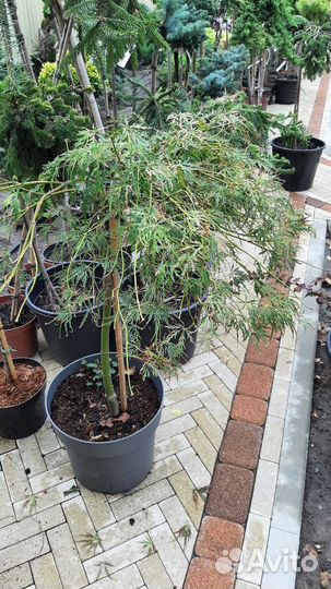 Клен веерный оранж дрим, японский и другие