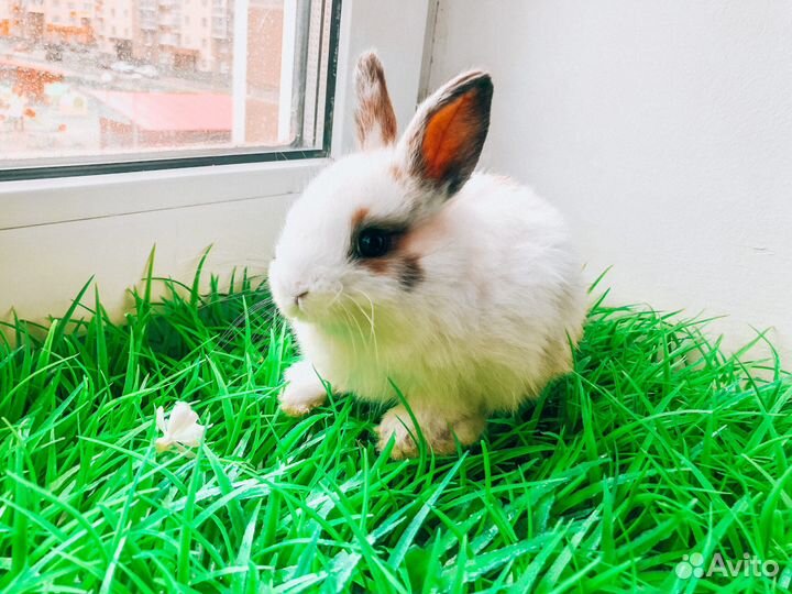 Карликовый кролик - супер мини