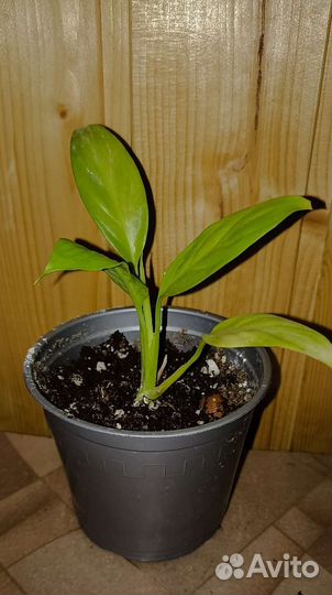 Спатифиллум. Кненанта любберса.Эпипремнум.Калатея