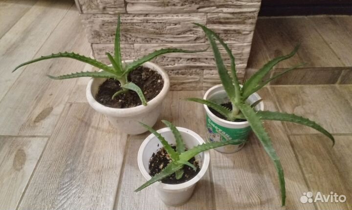 Алоэ столетник лечебный цветок
