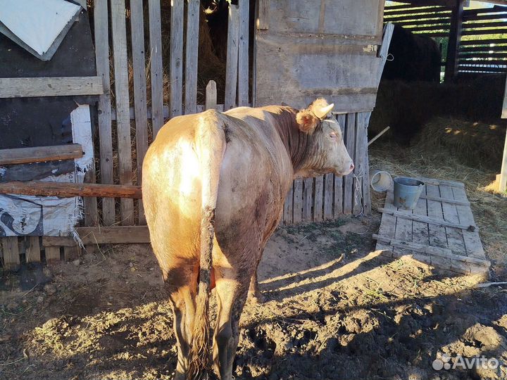 Бык на мясо