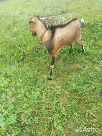 Домашние животные козы