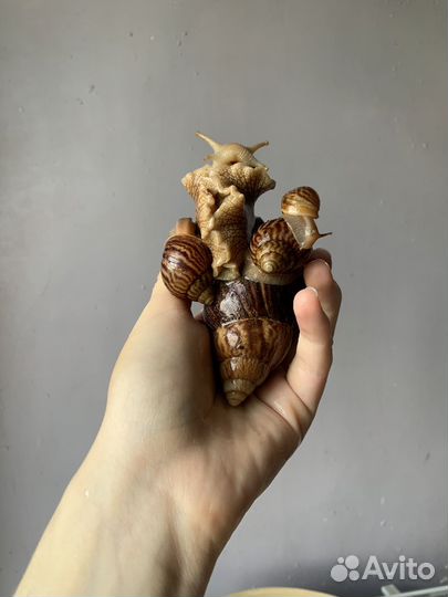 Улитки ахатины бесплатно