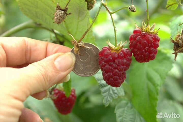 Малина ремонтантная 