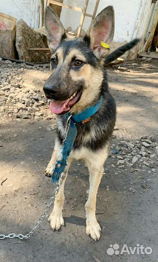 Овчарка (метис)