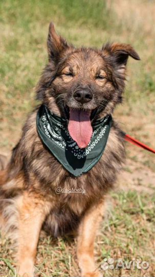 Собака из приюта. Можно в квартиру