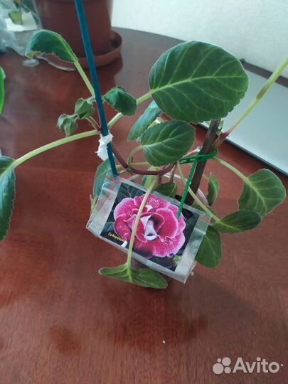 Маранта,граптофиллум, сингониум Неон,колерия и др