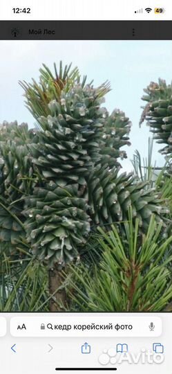 Кедр Корейский. доступен В наличии