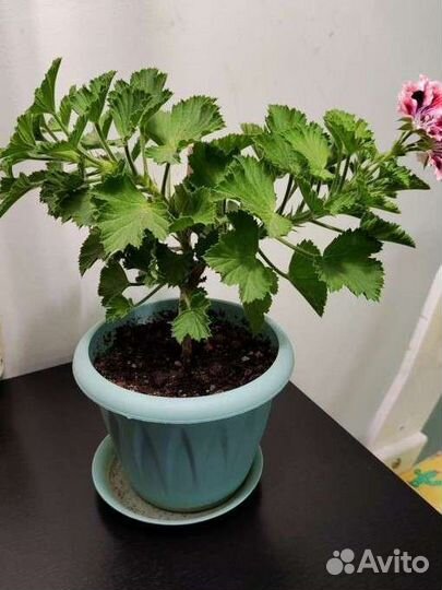 Взрослые комнатные растения