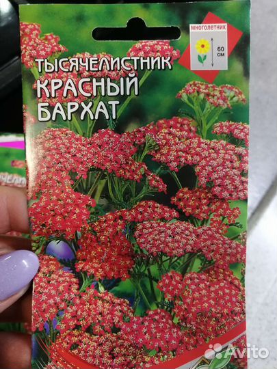 Тысячелистник сортовой