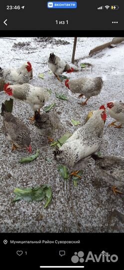 Продам петухов