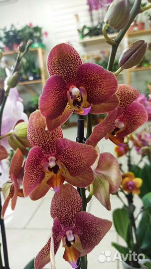 Орхидея фаленопсис