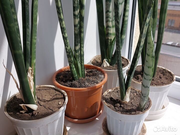 Сансевиерия