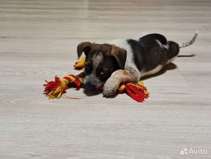 Щенок в добрые руки