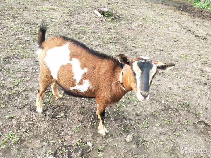 Камерунские карликовые козы