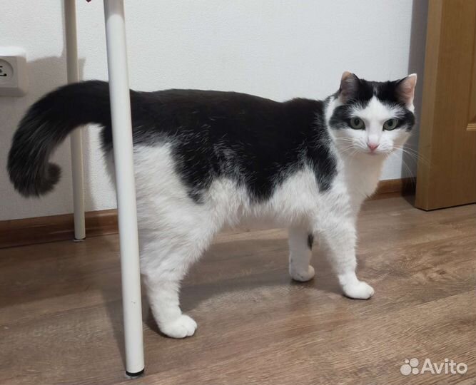 Кошке нужен дом