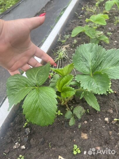 Клубника и земляника