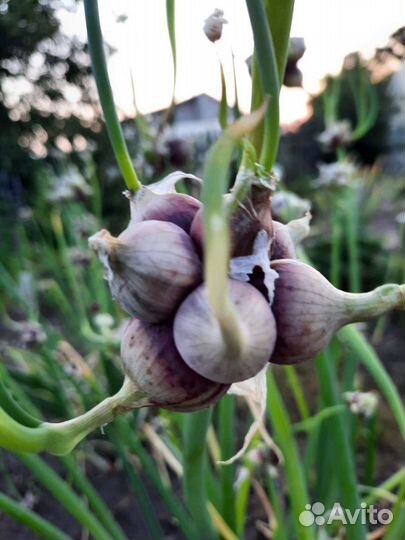 Лук многоярусный, урожай 2023