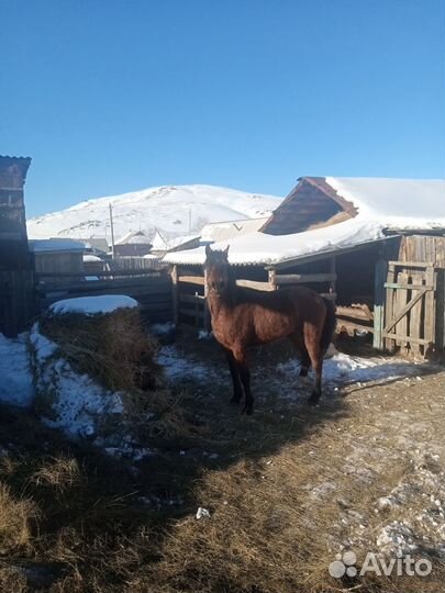 Жеребец башкирской породы
