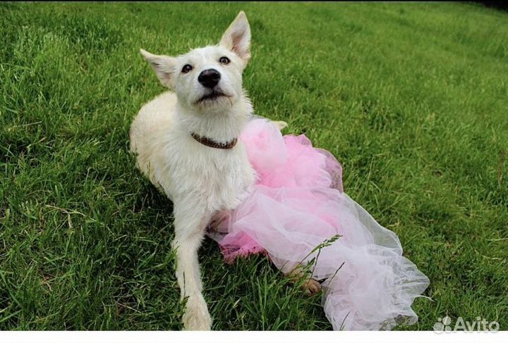 Щенок в добрые руки