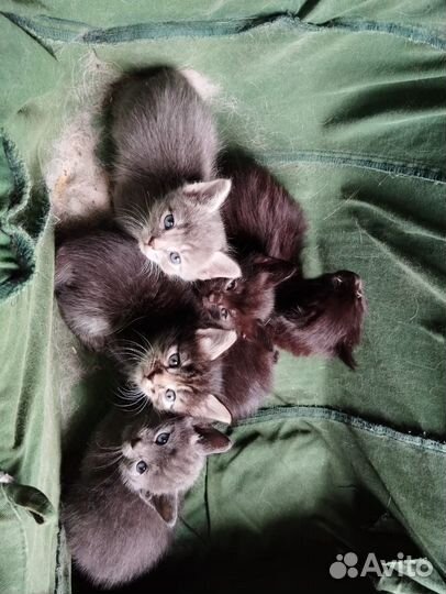 Отдам котят в добрые руки