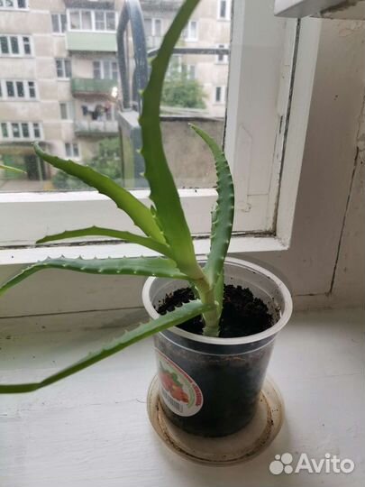 Алоэ (отросток)