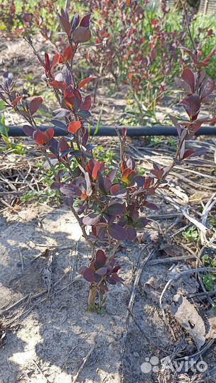 Барбарис садовый