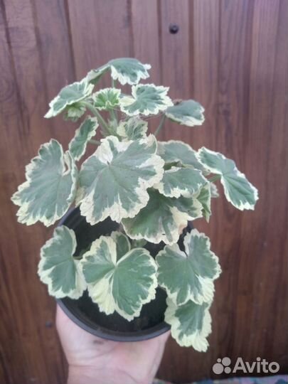 Герани пёстролистные