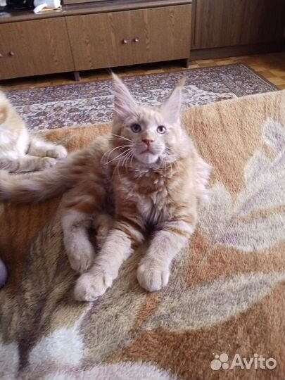 Котята кунята спешите приобрести