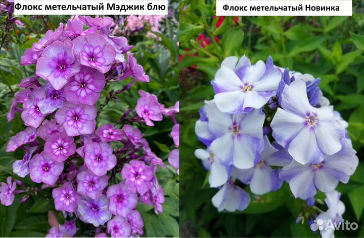 Флоксы метельчатые разных сортов. Часть VI