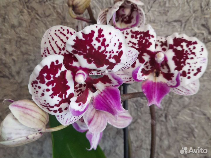 Орхидея фаленопсис