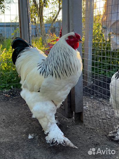 Петух брама колумбийская