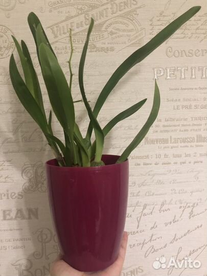 Орхидея камбрия с кашпо