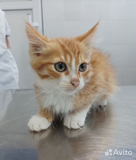 Котёнок в дар