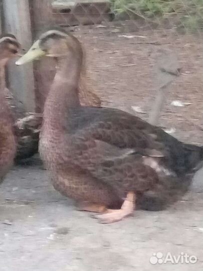 Руанская утка