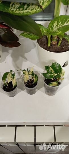 Фикус керли