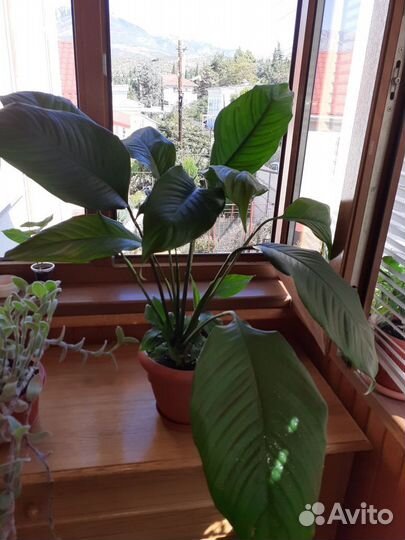 Спатифиллум