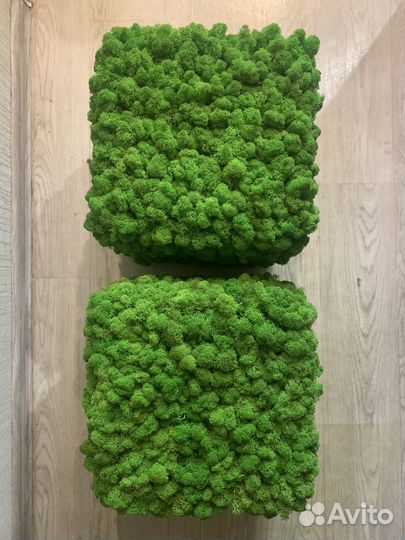 Панно из мха 0,35х0,6