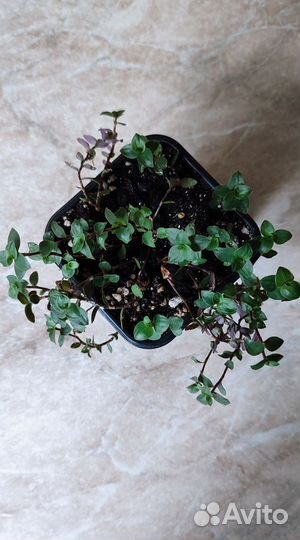 Каллизия ползучая