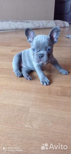 Французский бульдог лиловые щенки