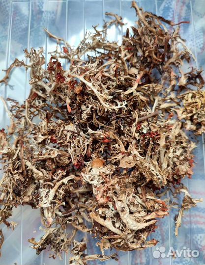 Красный корень, мумие