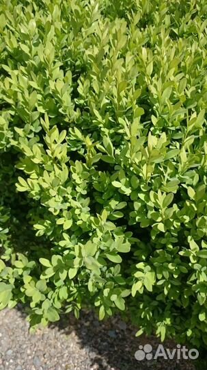 Саженцы самшита 3х-летки