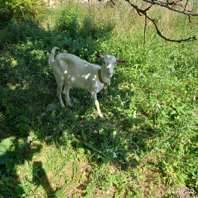 Продам козу дойную и недойную и маленькую козочку