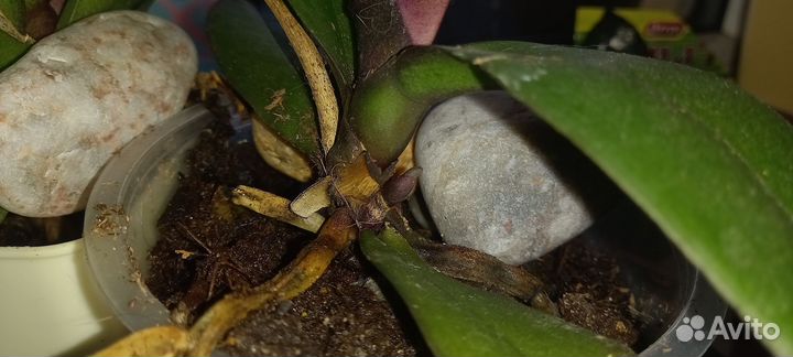 Орхидея фаленопсис