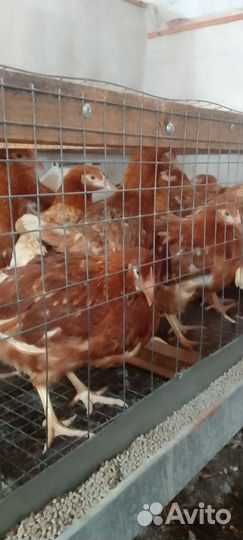 Куры несушки