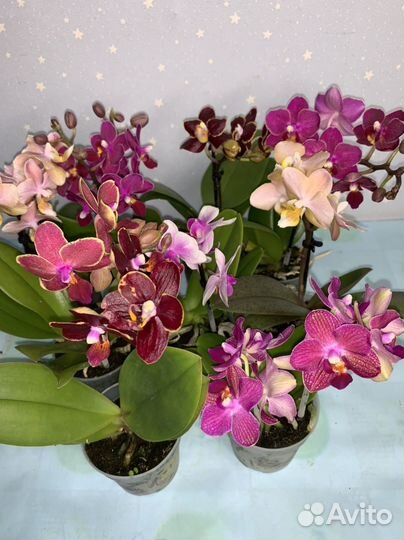 Орхидея Мультифлора 7/25см