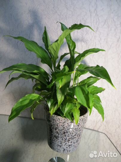 Спaтифиллум - Жeнскоe счaстье. и Мужское счастье