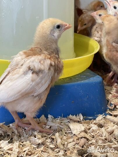 Курочки ломан браун